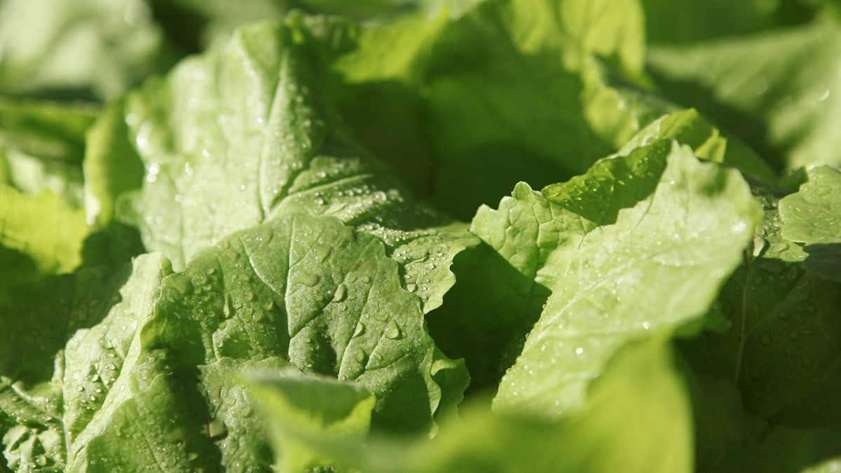 A refreshing close-up of vegetables, dew-kissed, glistens in the morning light.